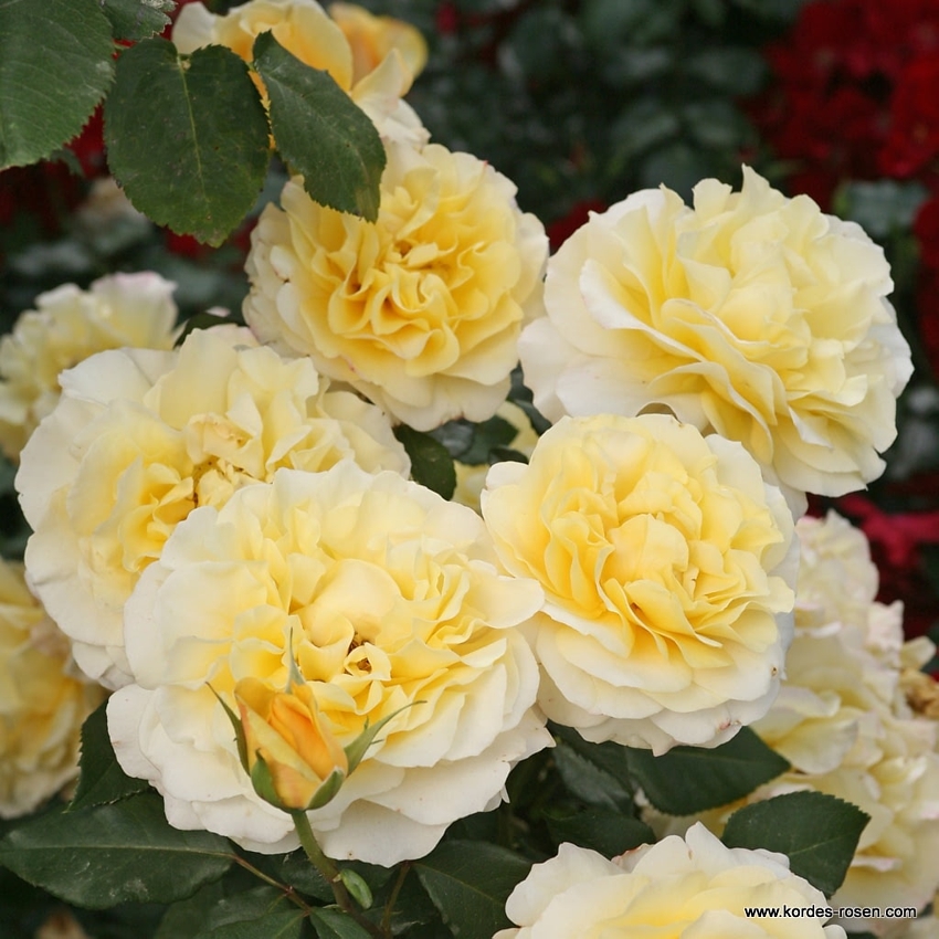 SUNNY SKY plika šaknis