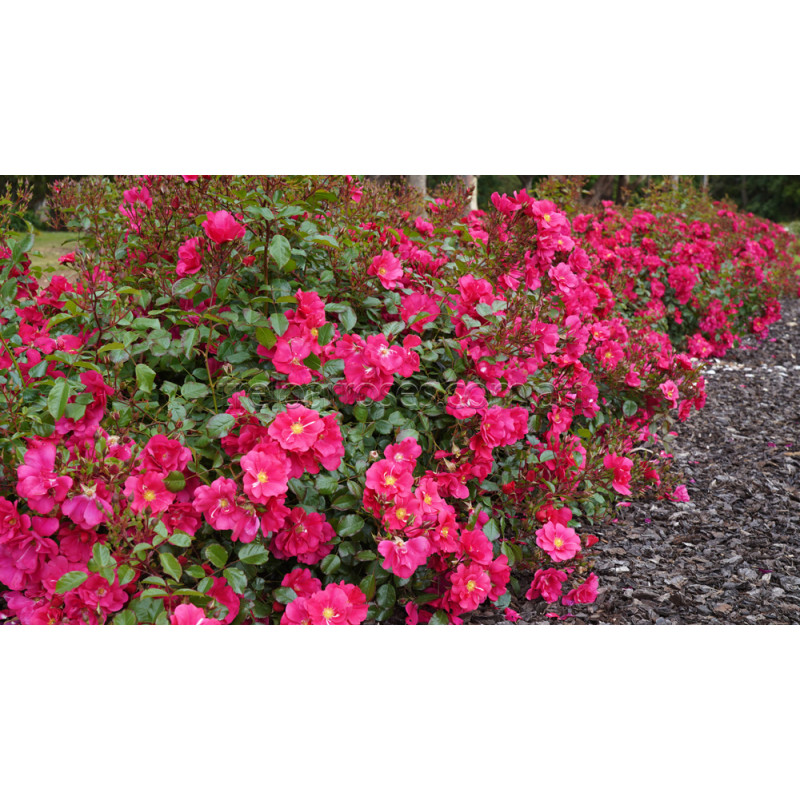 SUMMER FAIRYTALE plika šaknis