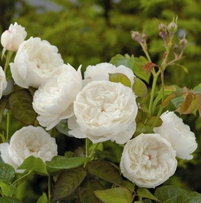 WILLIAM AND CATHERINE plika šaknis