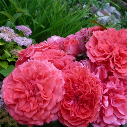 ROSARIUM UETERSEN vazone