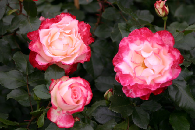 Jubilee du prince de monaco vazone