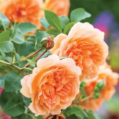 DAME JUDI DENCH plika šaknis