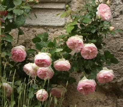 Eden rose vijoklinis plika šaknis