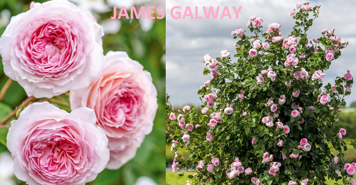 JAMES GALWAY vazone