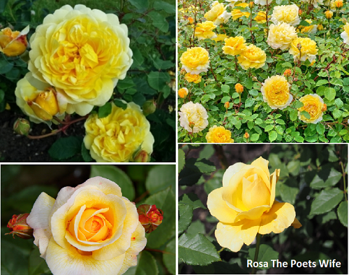 THE POET`S WIFE plika šaknis