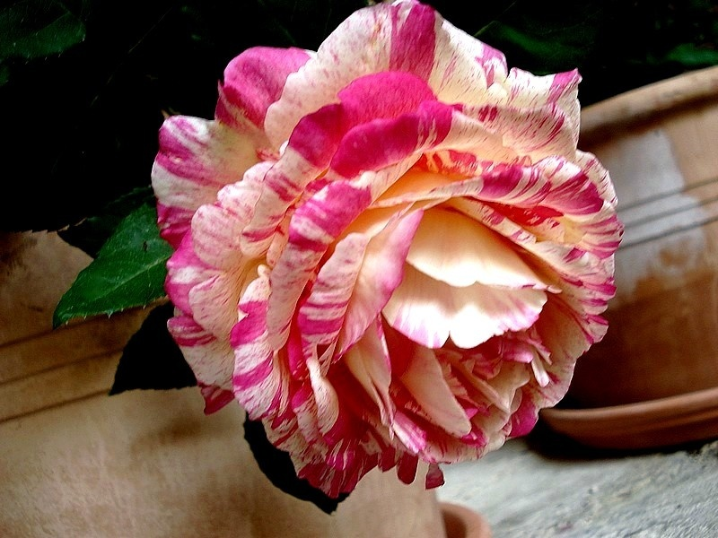 MARC CHAGALL Naujiena