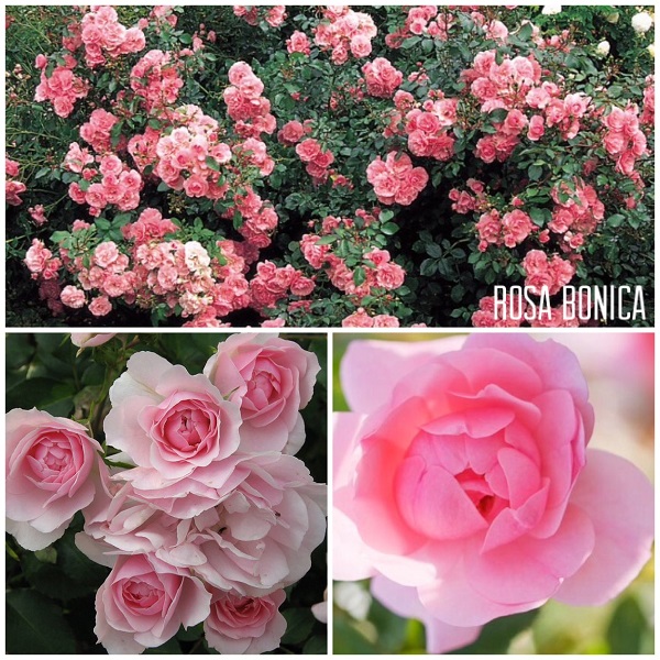 Bonica plika šaknis