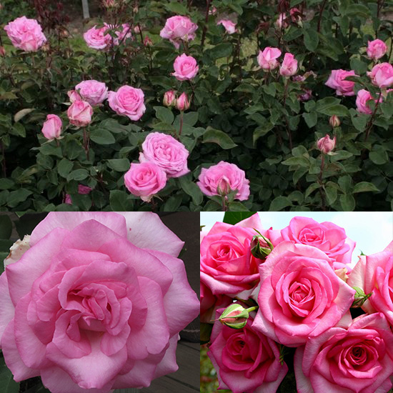 GERTRUDE JEKYLL  vazone