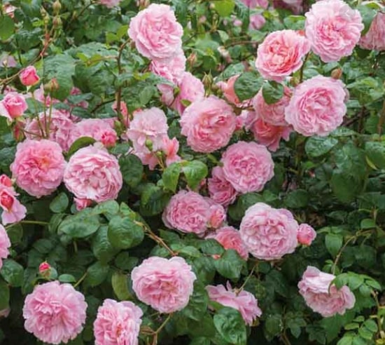 STRAWBERRY HILL vazone