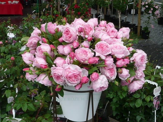 KISS ME KATE Naujiena vazone