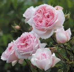 THE WEDGWOOD ROSE vazone