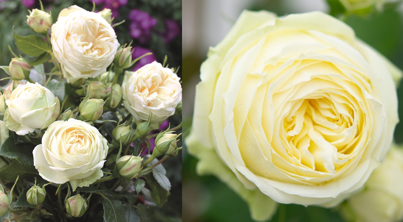 WEDDING PIANO  plika šaknis