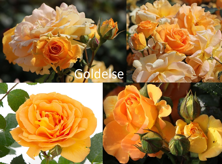 GOLDELSE plika šaknis