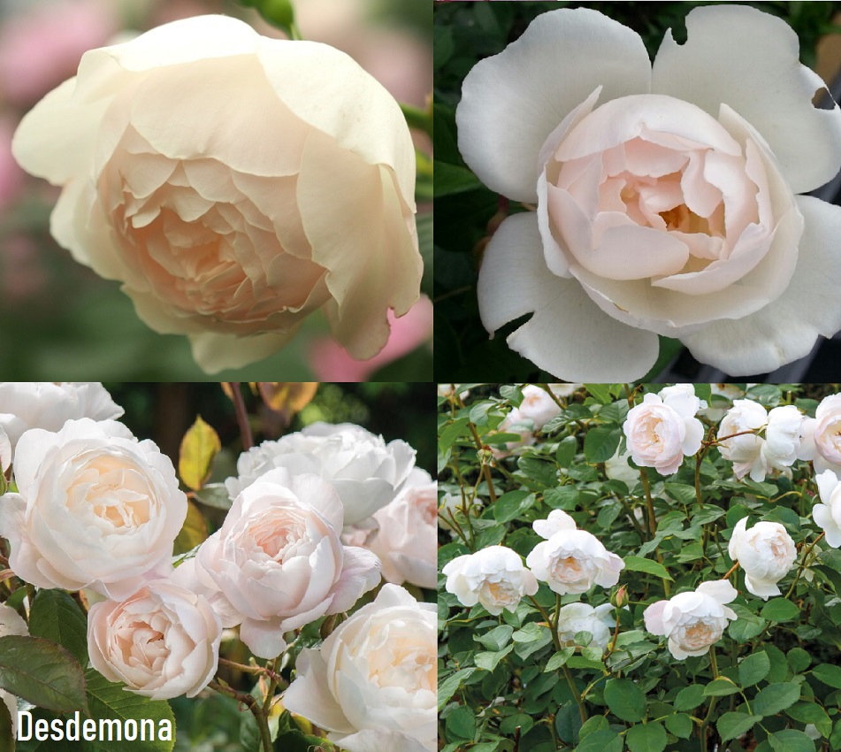 DESDEMONA plika šaknis