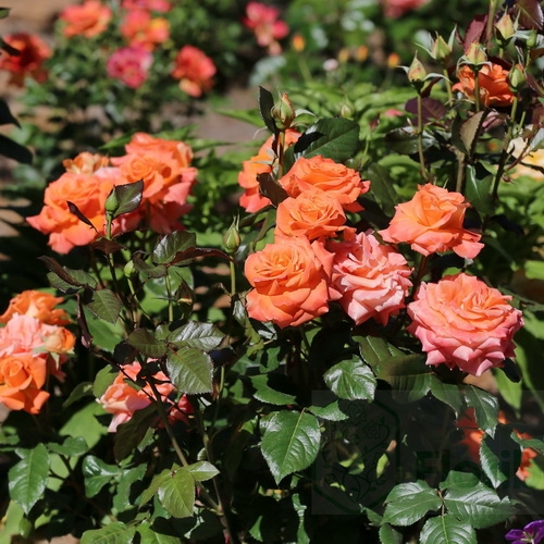 FLORA DANICA plika šaknis