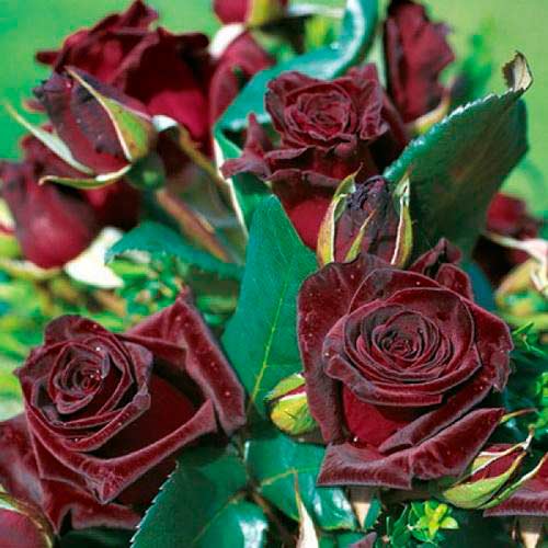 Black Baccara plika šaknis