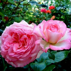 ISABELLE AUBRET plika šaknis