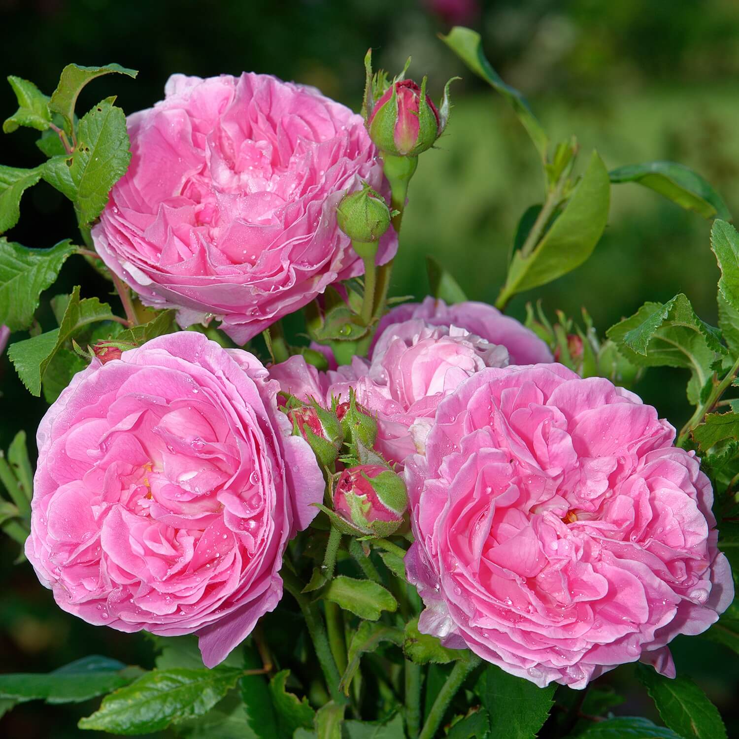 LOUIS ODIER stipraus kvapo vazone