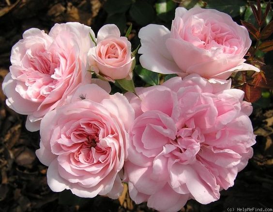 GRANNY (POULOMA) vazone