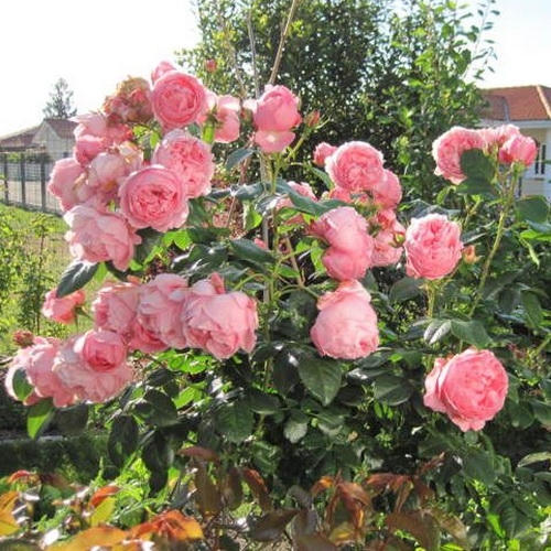 COMTESSE DE SEGUR vazone