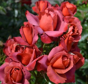 HOT CHOCOLATE (WEKPALTLEZ) vazone