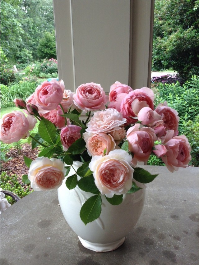 THE ALNWICK ROSE vazone