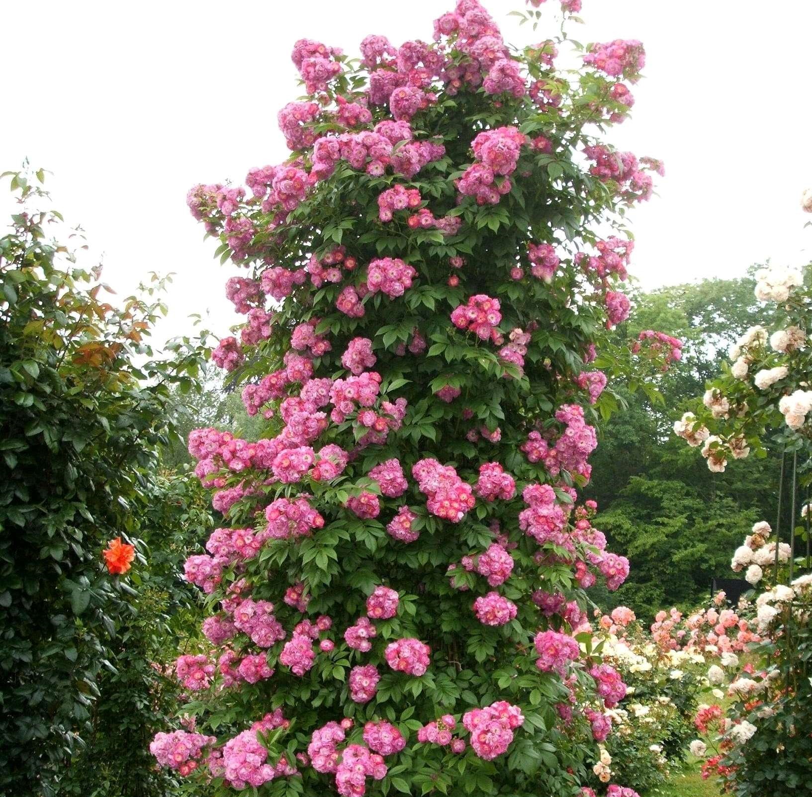 Perennial Blue plika