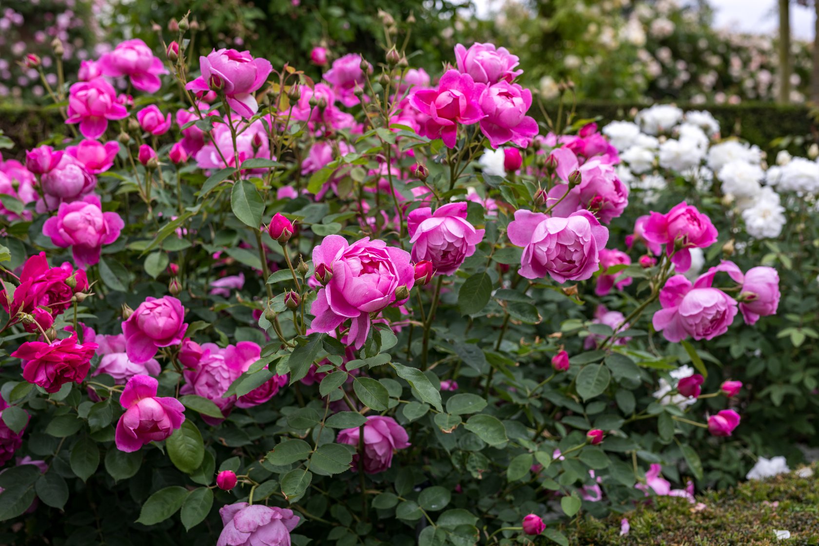 Royal Jubilee plika šaknis