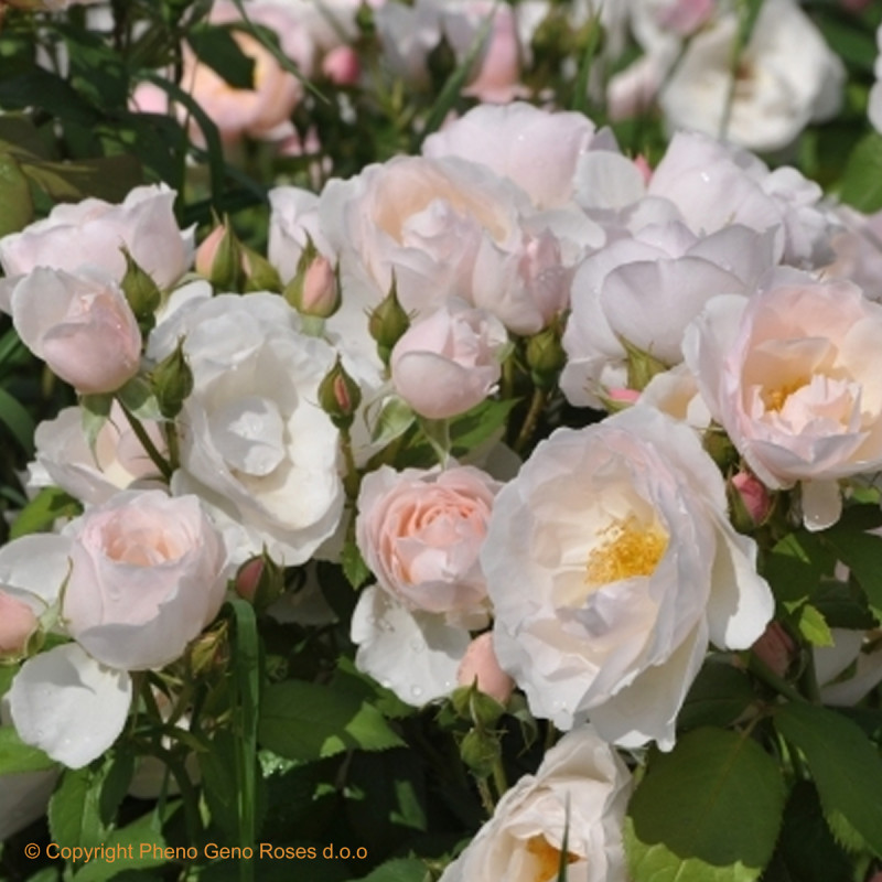 PEAR  valgoma rožė