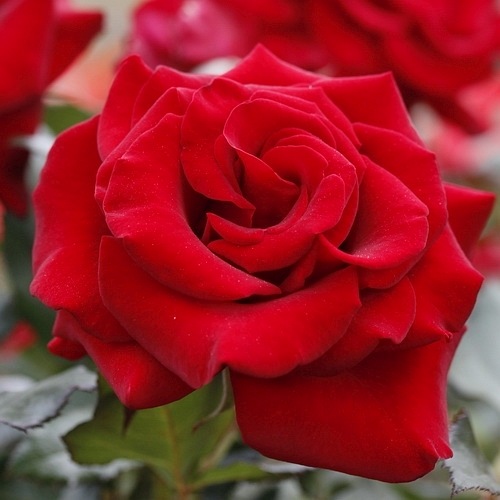 Ingrid Bergman plika šaknis