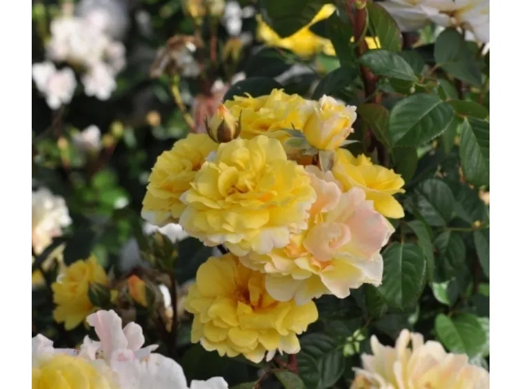 Nadia Zerouali valgoma