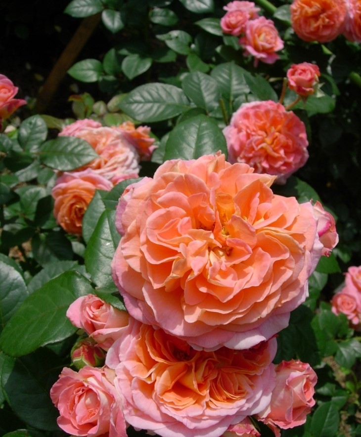 NOTRE DAME DU ROSAIRE