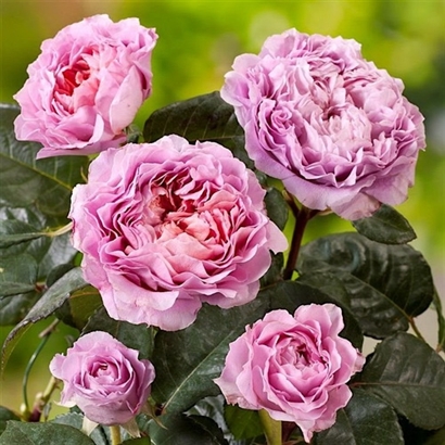 EISVOGEL  vazone egzotiškas aromatas