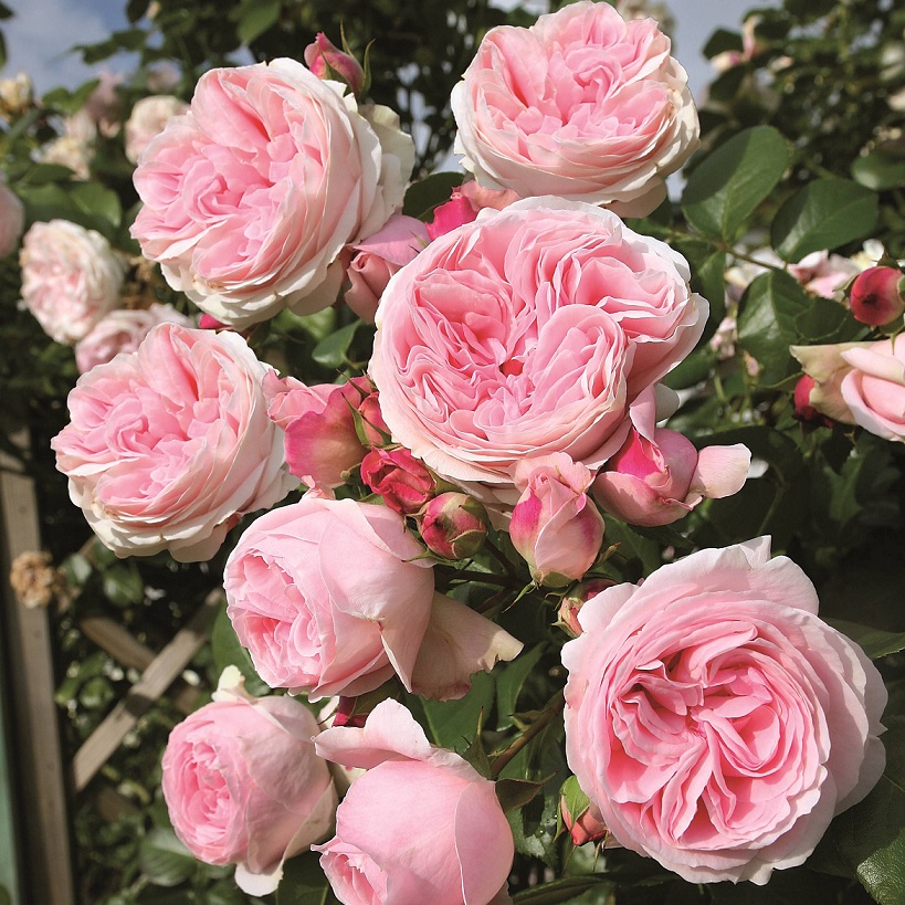 Giardina  plika šaknis