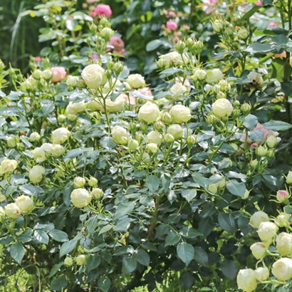 LEMON ROKOKO plika šaknis