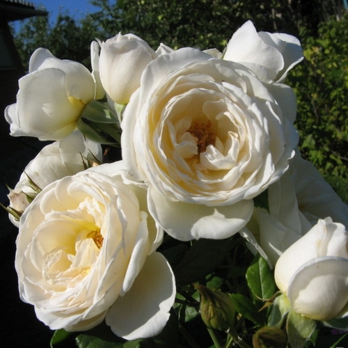 UETERSENER KLOSTERROSE plika šaknis