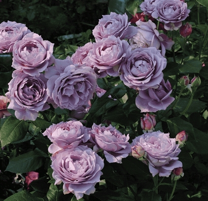 NOVALIS plika šaknis