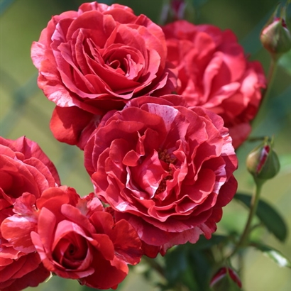 BROWNIE (SIMSTRIPE) plika šaknis