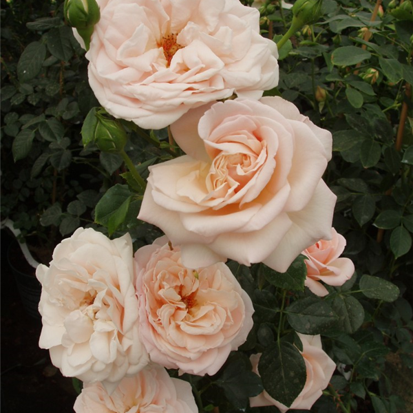 PENNY LANE (HARDWELL) vazone