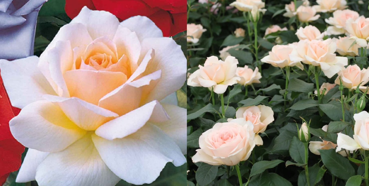 CHANDOS BEAUTY (HARMISTY) plika šaknis