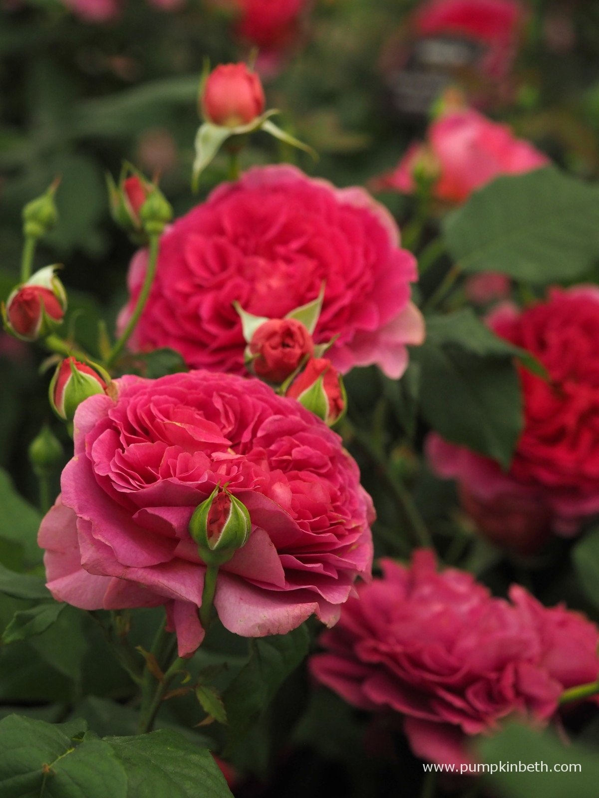 GABRIEL OAK plika šaknis