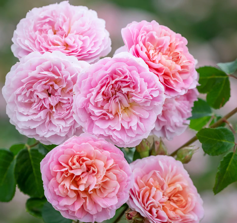 EUSTACIA plika šaknis