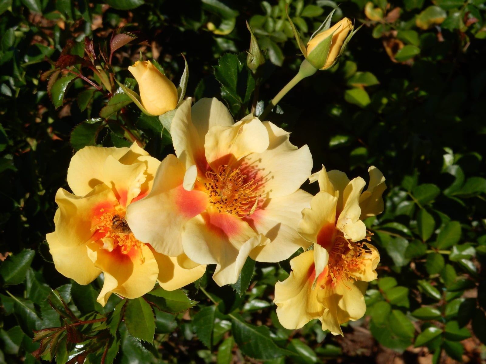 EYE OF THE TIGER vazone