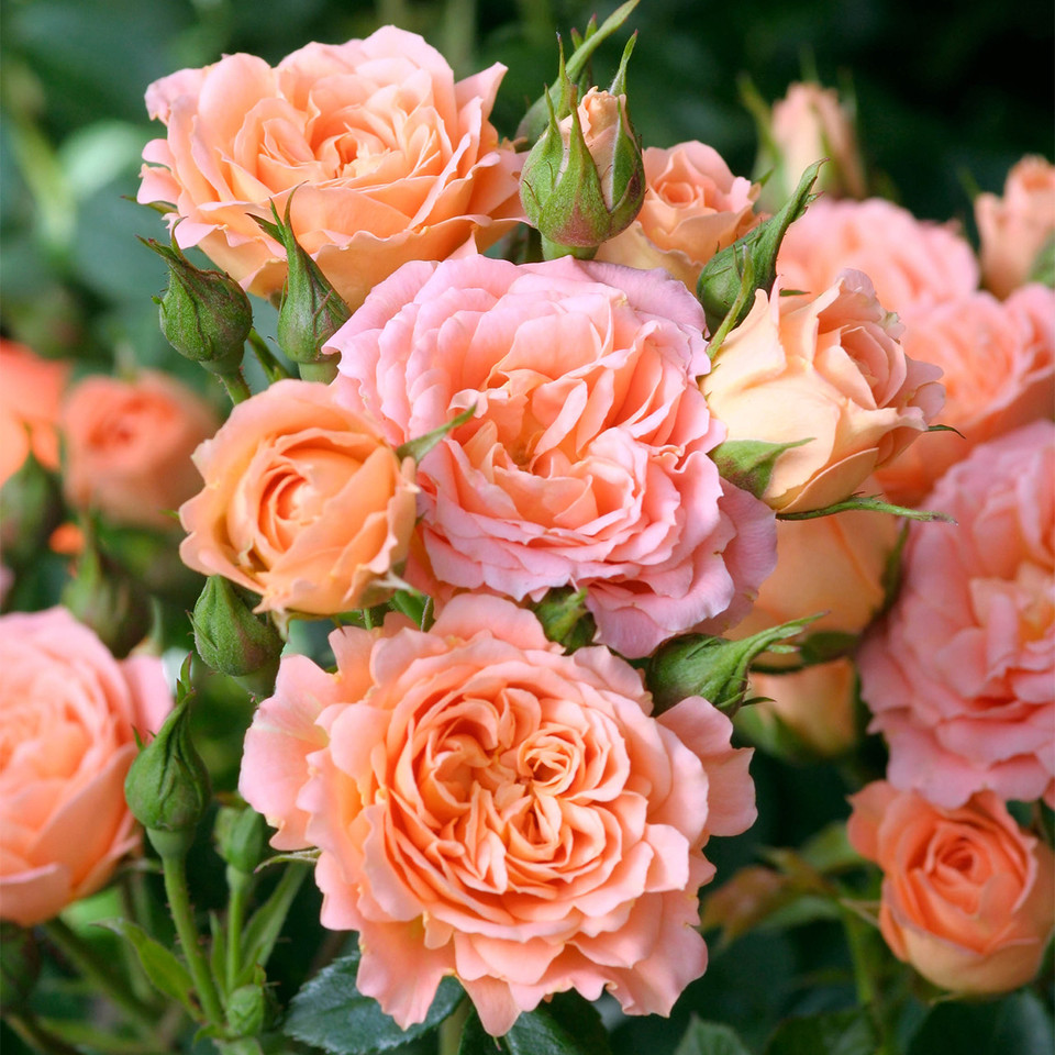 Sweet Dream plika šaknis