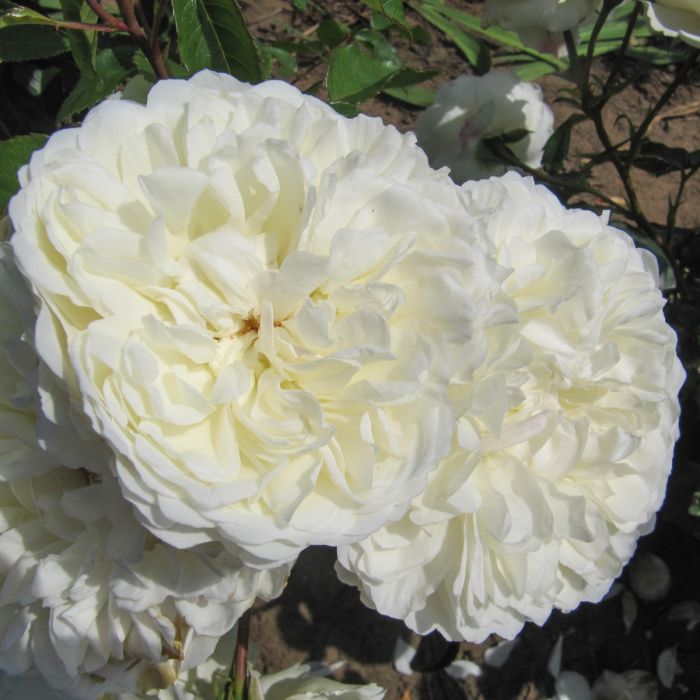 Tranquility plika šaknis