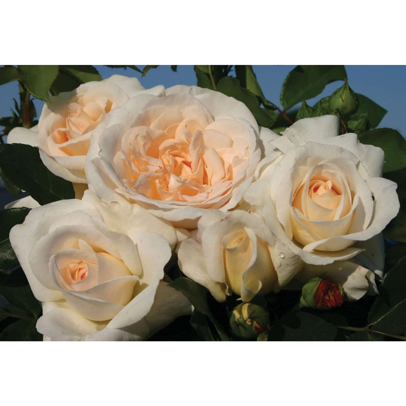 Kosmos stiprus kvapas