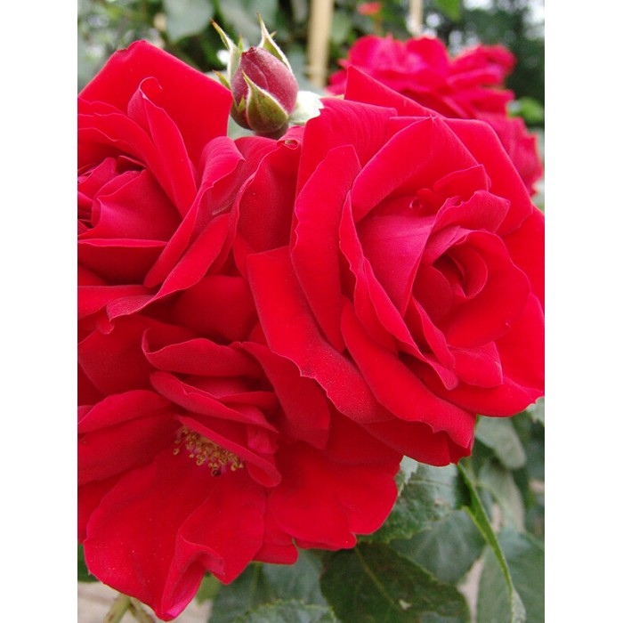 Amadeus plika šaknis