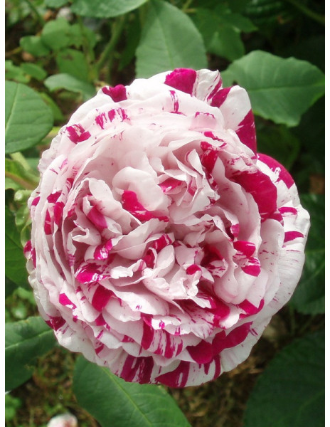 Variegata Di Bologna