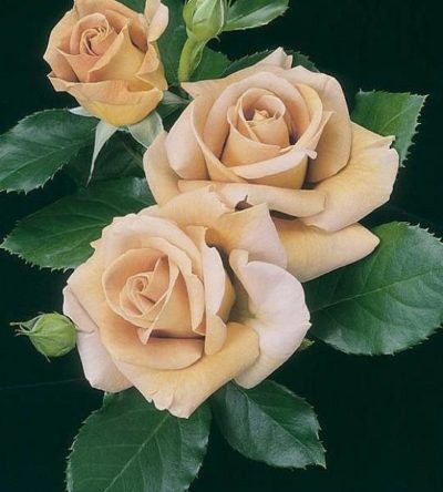 HONEY DIJON plika šaknis