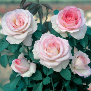 MOONSTONE plika šaknis